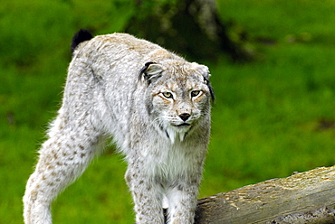 Felix lynx wrangeli, Siberian Lynx