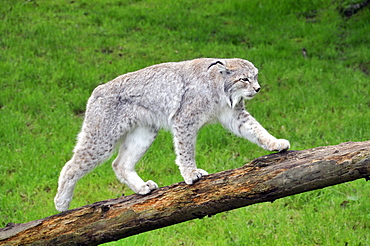 Felix lynx wrangeli, Siberian Lynx