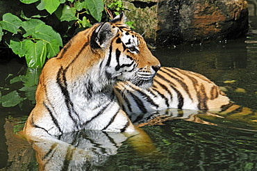 Panthera tigris altaica, Siberian tiger