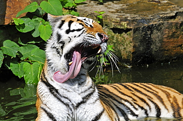 Panthera tigris altaica, Siberian tiger