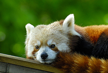 Ailurus fulgens, Red Panda