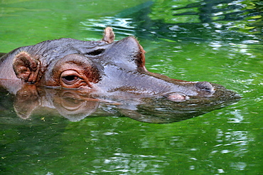 Hippopotamus amphibius, Hippopotamus