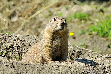 Cynomys ludovicianus, Black-tailed prairie dog