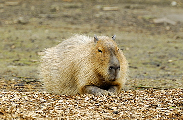 Hydrochoerus hydrochaeris, Capybara