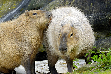 Hydrochoerus hydrochaeris, Capybara