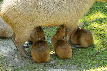 Hydrochoerus hydrochaeris, Capybara