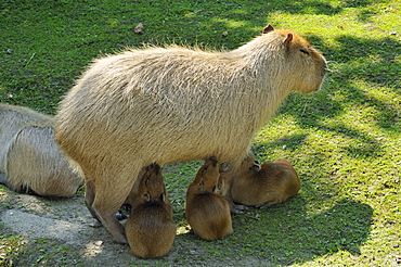 Hydrochoerus hydrochaeris, Capybara