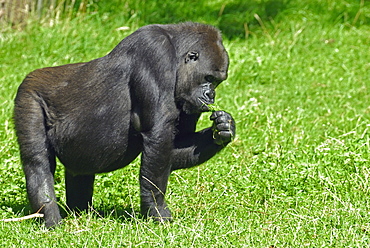 Gorilla gorilla, Western Gorilla