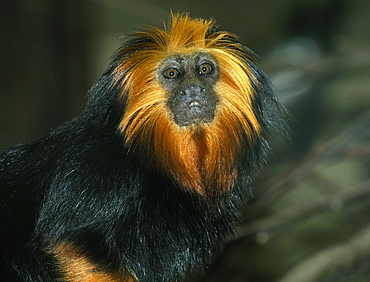 Leontopithecus chrysomelas, Golden-headed Lion Tamarin