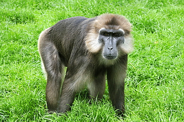 Macaca tonkeana, Tonkean Macaque