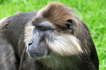 Macaca tonkeana, Tonkean Macaque