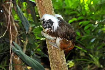 Saguinus oedipus, Cottontop Tamarin