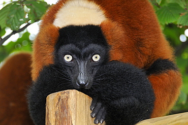 Varecia variegata rubra, Red Ruffed Lemur