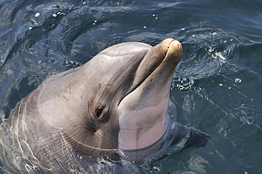 Tursiops truncatus, Common Bottlenose Dolphin