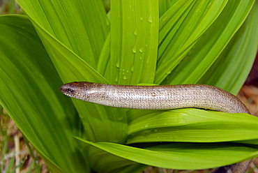 Anguis fragilis, slow worm male