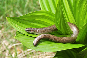 Anguis fragilis, slow worm male