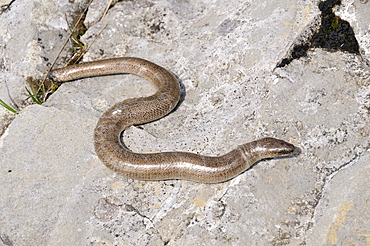 Anguis fragilis, slow worm male