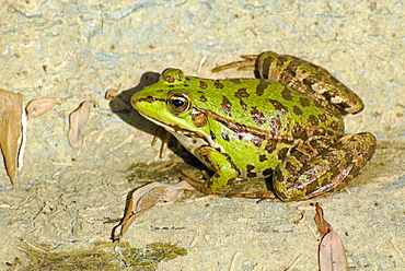 Rana sp, Frog