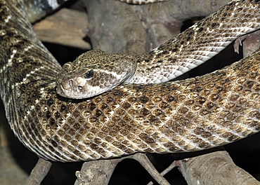 Crotalus atrox