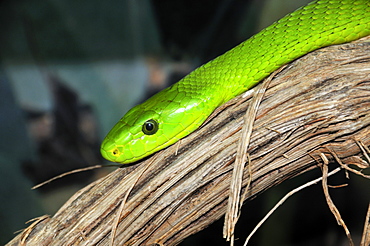 Dendroaspis angusticeps, Eastern green mamba or common mamba