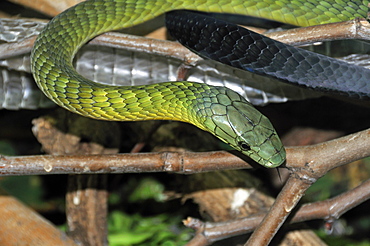 Dendroaspis jamesoni kaimosea, Mamba