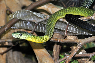 Dendroaspis jamesoni kaimosea, Mamba