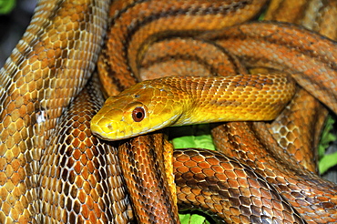 Elaphe obsoleta quadrivittata, Yellow Rat Snake