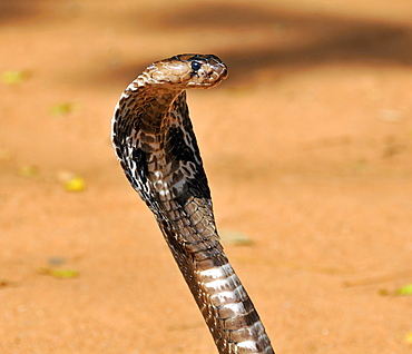 Naja naja, Indian Cobra