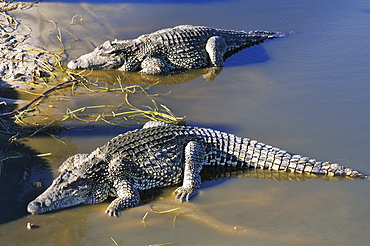 Crocodylus rhombifer, Cuban Crocodile