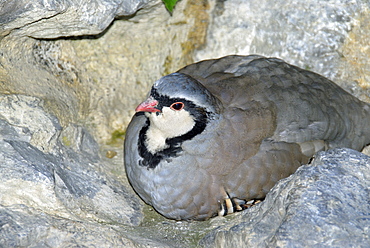 Alectoris graeca, Rock Partridge