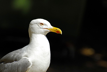 Larus argentatus, Herring Gull