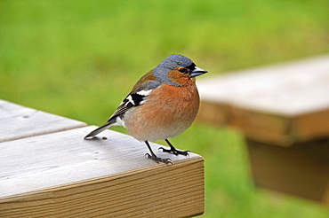 Fringilla coelebs, Chaffinch