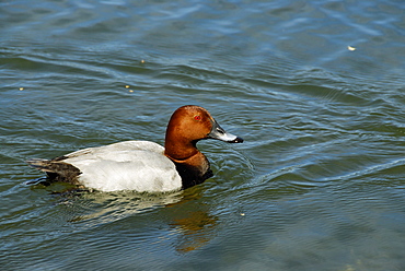 Aythya ferina, Common Pochard male