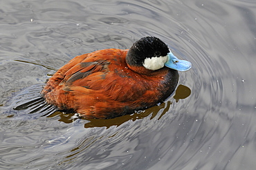 Oxyura leucocephala, White-headed Duck