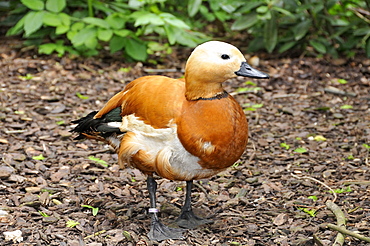 Tadorna ferruginea, Ruddy Shelduck