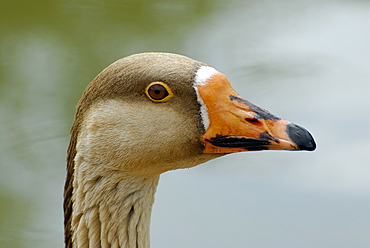 Anser fabalis, Bean Goose