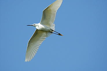 Egretta garzetta, Little Egret