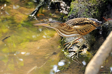 Ixobrychus minutus, Little Bittern