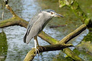 Nycticorax nycticorax, Black-crowned Night Heron