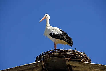 Ciconia ciconia, White Stork