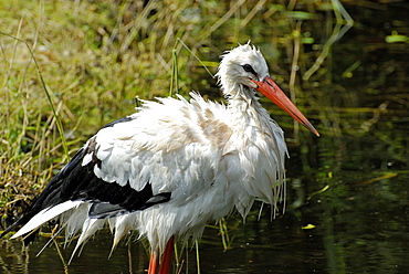 Ciconia ciconia, White Stork