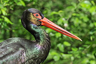 Ciconia nigra, Black Stork