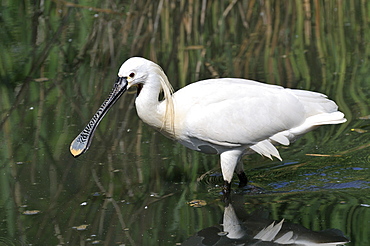 Platalea leucorodia, Eurasian Spoonbill