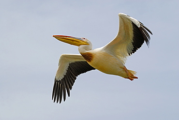 Pelecanus onocrotalus, Great White Pelican