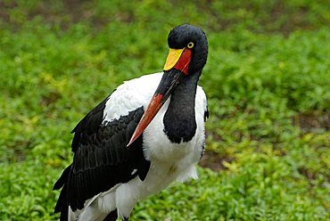 Ephippiorhynchus senegalensis, Saddle-billed Stork