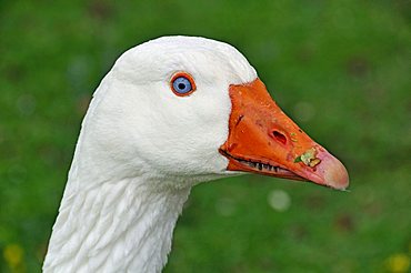 Anser anser domesticus, Domestic goose