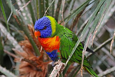 Loriidae lorikeets