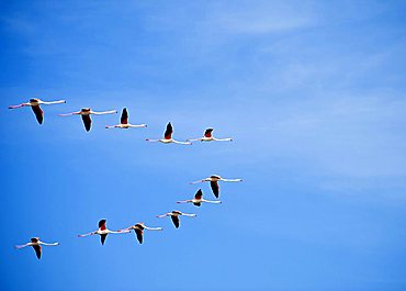 Flying flamingo, Sardinia, Italy, Europe