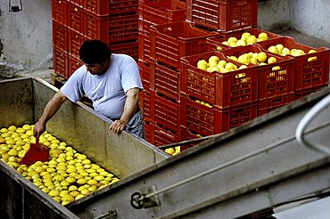 S.Gregorio, Calabria, Italy, bergamot oil processing