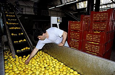 S.Gregorio, Calabria, Italy, bergamot oil processing